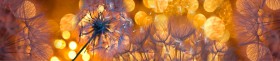 Кухонный фартук Мерцание Одуванчики золотистые 3 серебро в Емельяново - emelyanovo.katalogmebeli.com | фото 1