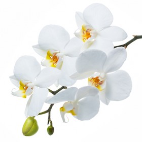 Стол обеденный Танго белый/Орхидея в Емельяново - emelyanovo.katalogmebeli.com | фото 3